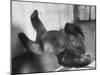 Phil the Gorilla Sleeping on His Back at the St. Louis Zoo-Wallace Kirkland-Mounted Photographic Print