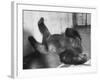 Phil the Gorilla Sleeping on His Back at the St. Louis Zoo-Wallace Kirkland-Framed Photographic Print