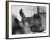 Phil the Gorilla Sleeping on His Back at the St. Louis Zoo-Wallace Kirkland-Framed Photographic Print