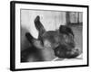 Phil the Gorilla Sleeping on His Back at the St. Louis Zoo-Wallace Kirkland-Framed Photographic Print