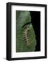 Philaethria Dido (Scarce Bamboo Page, Green Heliconia Butterfly) - Caterpillar-Paul Starosta-Framed Photographic Print