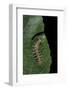 Philaethria Dido (Scarce Bamboo Page, Green Heliconia Butterfly) - Caterpillar-Paul Starosta-Framed Photographic Print