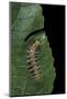 Philaethria Dido (Scarce Bamboo Page, Green Heliconia Butterfly) - Caterpillar-Paul Starosta-Mounted Photographic Print