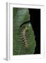 Philaethria Dido (Scarce Bamboo Page, Green Heliconia Butterfly) - Caterpillar-Paul Starosta-Framed Photographic Print