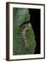 Philaethria Dido (Scarce Bamboo Page, Green Heliconia Butterfly) - Caterpillar-Paul Starosta-Framed Photographic Print