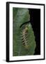 Philaethria Dido (Scarce Bamboo Page, Green Heliconia Butterfly) - Caterpillar-Paul Starosta-Framed Photographic Print