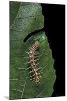 Philaethria Dido (Scarce Bamboo Page, Green Heliconia Butterfly) - Caterpillar-Paul Starosta-Mounted Photographic Print