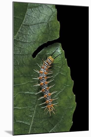 Philaethria Dido (Scarce Bamboo Page, Green Heliconia Butterfly) - Caterpillar-Paul Starosta-Mounted Photographic Print
