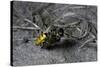 Philanthus Triangulum (European Beewolf, Bee Killer) - Flying with its Prey-Paul Starosta-Stretched Canvas