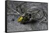 Philanthus Triangulum (European Beewolf, Bee Killer) - Flying with its Prey-Paul Starosta-Framed Stretched Canvas