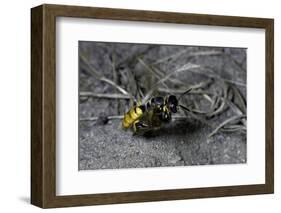 Philanthus Triangulum (European Beewolf, Bee Killer) - Flying with its Prey-Paul Starosta-Framed Photographic Print