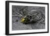 Philanthus Triangulum (European Beewolf, Bee Killer) - Flying with its Prey-Paul Starosta-Framed Photographic Print