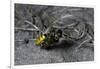 Philanthus Triangulum (European Beewolf, Bee Killer) - Flying with its Prey-Paul Starosta-Framed Photographic Print