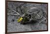 Philanthus Triangulum (European Beewolf, Bee Killer) - Flying with its Prey-Paul Starosta-Framed Photographic Print