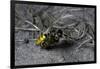 Philanthus Triangulum (European Beewolf, Bee Killer) - Flying with its Prey-Paul Starosta-Framed Photographic Print