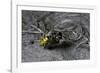 Philanthus Triangulum (European Beewolf, Bee Killer) - Flying with its Prey-Paul Starosta-Framed Photographic Print