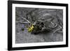 Philanthus Triangulum (European Beewolf, Bee Killer) - Flying with its Prey-Paul Starosta-Framed Photographic Print