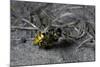 Philanthus Triangulum (European Beewolf, Bee Killer) - Flying with its Prey-Paul Starosta-Mounted Photographic Print