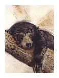 The Black Bear-Philip Blacker-Premium Giclee Print