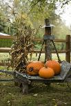 Autumn Harvest I-Philip Clayton-thompson-Photographic Print