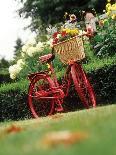 Vintage Bicycle II-Philip Clayton-thompson-Photographic Print