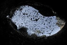 Mexican Free-Tailed Bats (Tadarida Brasiliensis)-Philip Dalton-Framed Stretched Canvas