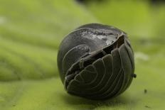 Pill Woodlouse (Armadillidium Vulgare) Rolled Up On In Defenisve Ball-Philip Dalton-Stretched Canvas