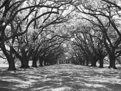 Arched Path of Trees on Plantation Site