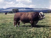 Bull Standing in Field-Philip Gendreau-Photographic Print
