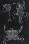 Crab Development-Philip Henry Gosse-Giclee Print