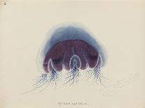 Crab Development-Philip Henry Gosse-Giclee Print