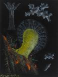 Bryozoa-Philip Henry Gosse-Giclee Print