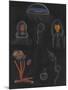 Wood Mount