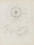 Echinoderms-Philip Henry Gosse-Giclee Print