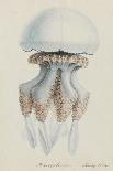 Crab Development-Philip Henry Gosse-Giclee Print