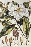 Magnolia, Figures of the Most Beautiful, Useful and Uncommon Plants, c.1757-Philip Miller-Laminated Giclee Print