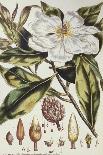 Magnolia, Figures of the Most Beautiful, Useful and Uncommon Plants, c.1757-Philip Miller-Framed Stretched Canvas