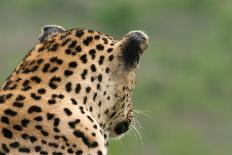 Leopard (Panthera pardus) adult male, close-up of head, Sabi Sand Game Reserve-Philip Perry-Photographic Print