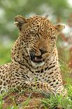 Leopard (Panthera pardus) adult male, close-up of head, Sabi Sand Game Reserve-Philip Perry-Photographic Print