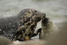 Grey Seal female with pup, female is nosing pup to reaffirm parent pup bond, Mull of Kintyre-Philip Price-Framed Stretched Canvas