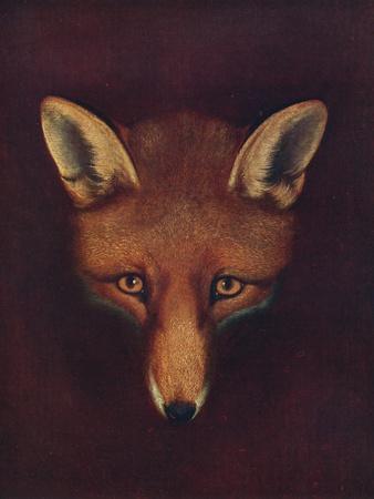 'Renard the Fox', c1800, (1922)