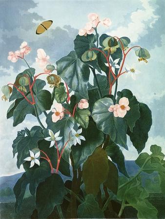 The Oblique-Leaved Begonia, Engraved by Caldwell, from 'The Temple of Flora' by Robert Thornton,…