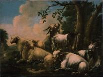 Herdsman with His Flock-Philipp Peter Roos-Framed Stretched Canvas