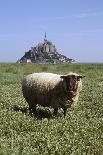 Abbaye du Mont-Saint-Michel et moutons sur les prés salés-Philippe Berthé-Framed Photographic Print