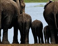 Elephants-Philippe Bourseiller-Laminated Art Print