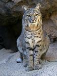 American Bobcat Portrait, Sitting in Front of Cave. Arizona, USA-Philippe Clement-Photographic Print