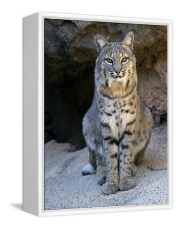 American Bobcat Portrait, Sitting in Front of Cave. Arizona, USA