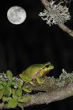 European - Common Tree Frog (Hyla Arborea) Sitting on Branch Covered in Lichen at Night-Philippe Clément-Framed Stretched Canvas