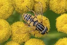 Female European hoverfly pollinating Tansy in flower-Philippe Clement-Photographic Print