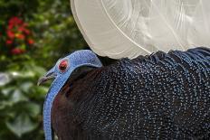 Male Bulwer's pheasant endemic to the forests of Borneo-Philippe Clement-Photographic Print